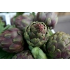 Artichokes